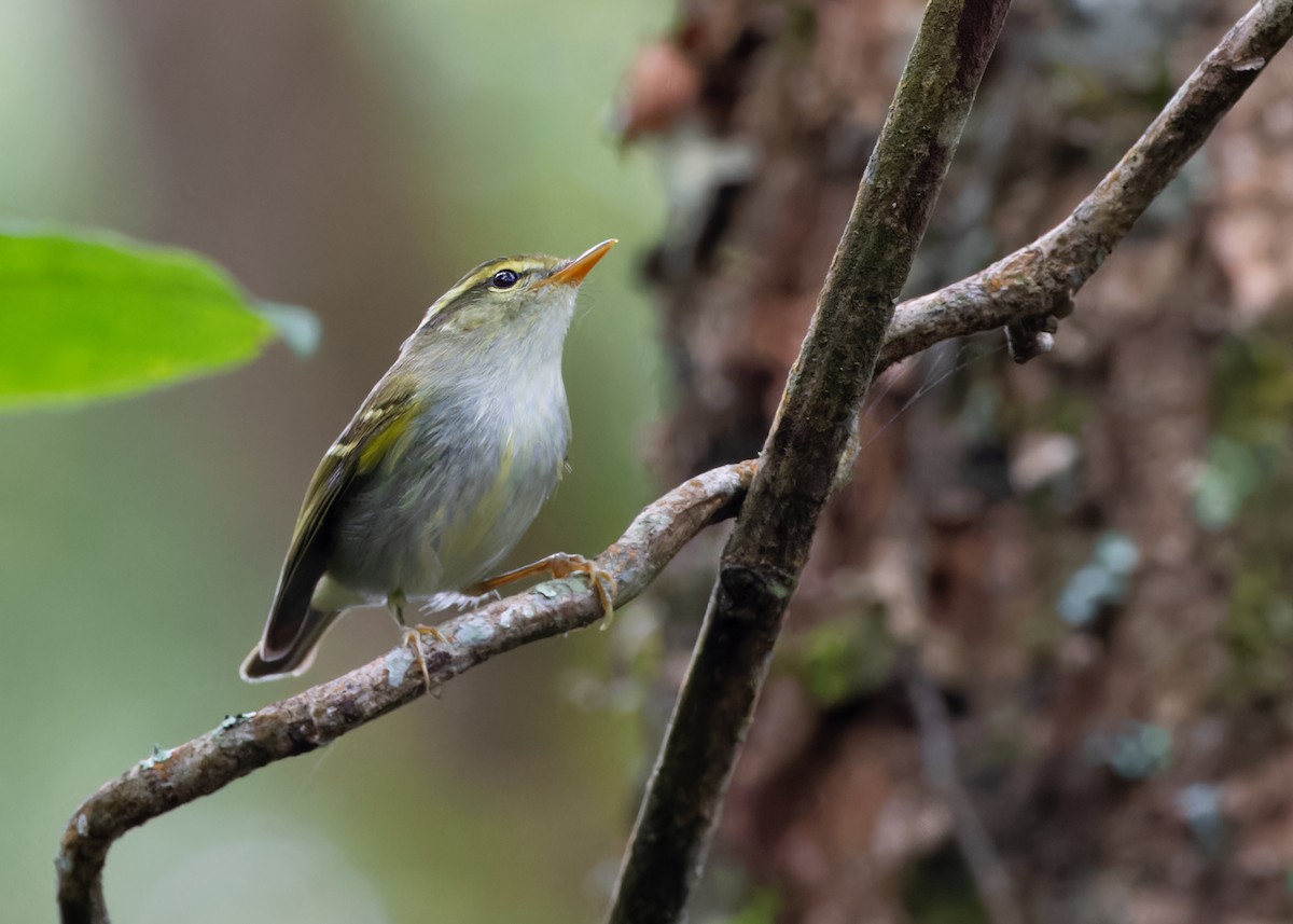 Blyth's/Claudia's/Hartert's Leaf Warbler - ML611387699