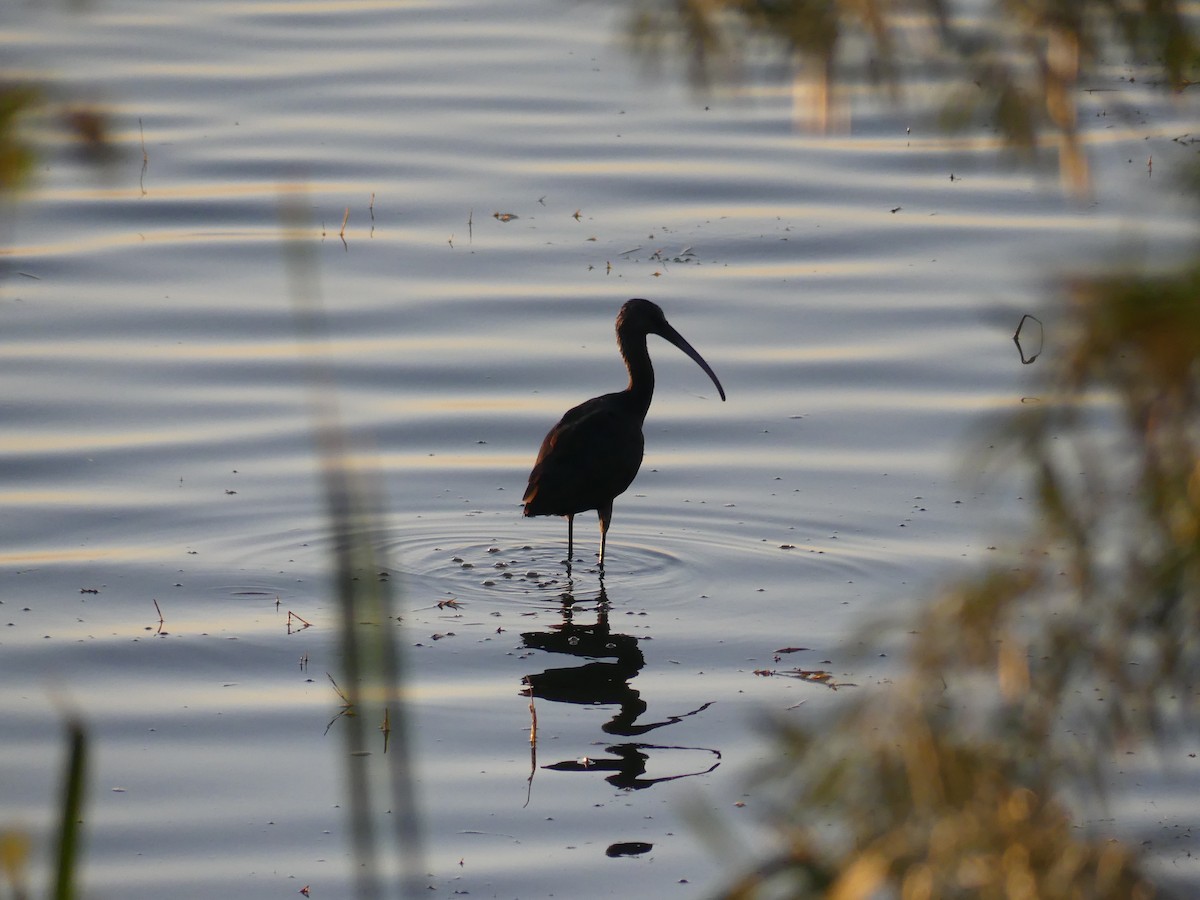 White-faced Ibis - Simone Littledale