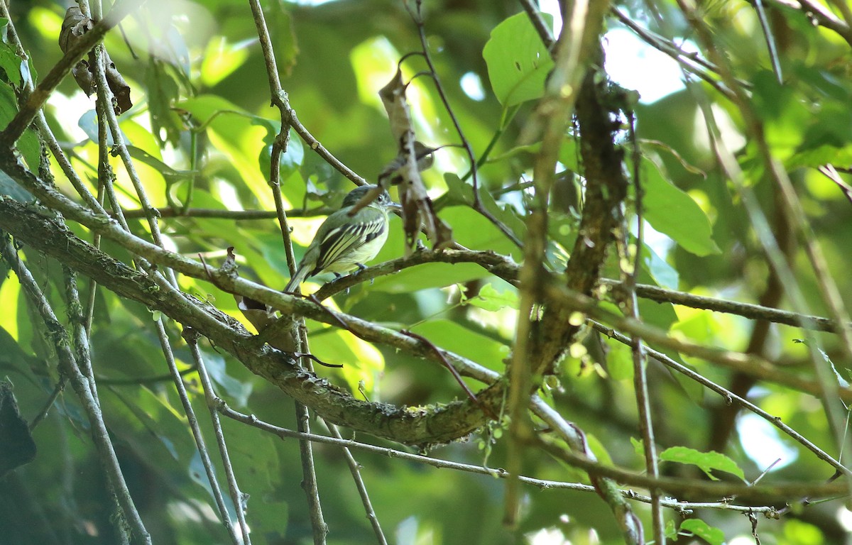 Yellow-margined Flatbill (assimilis Group) - ML611387773