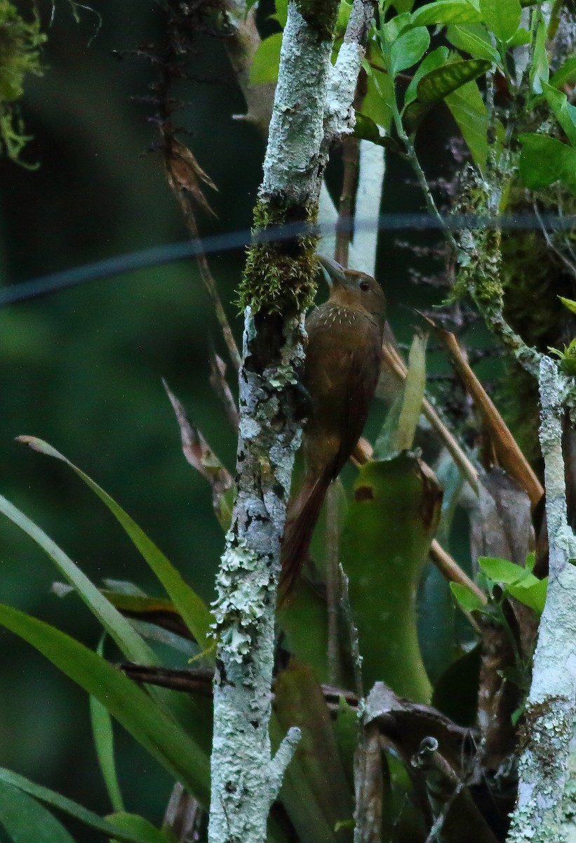 Cinnamon-throated Woodcreeper (devillei) - ML611387806