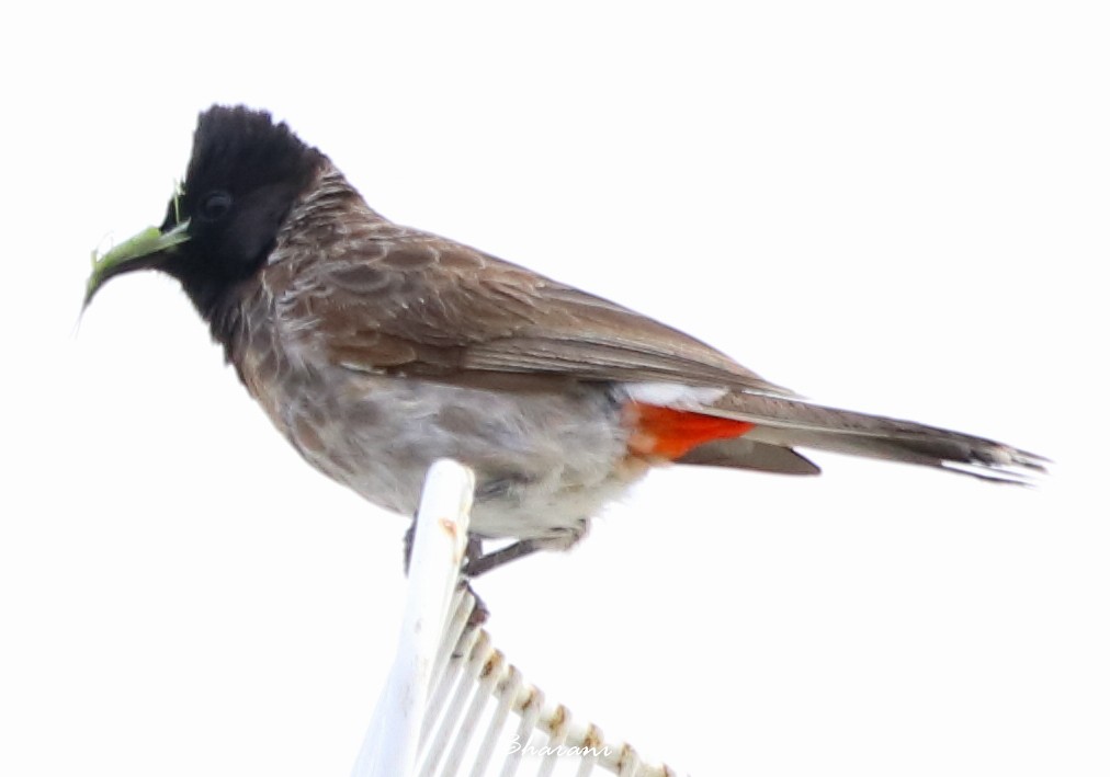 Red-vented Bulbul - ML611387827