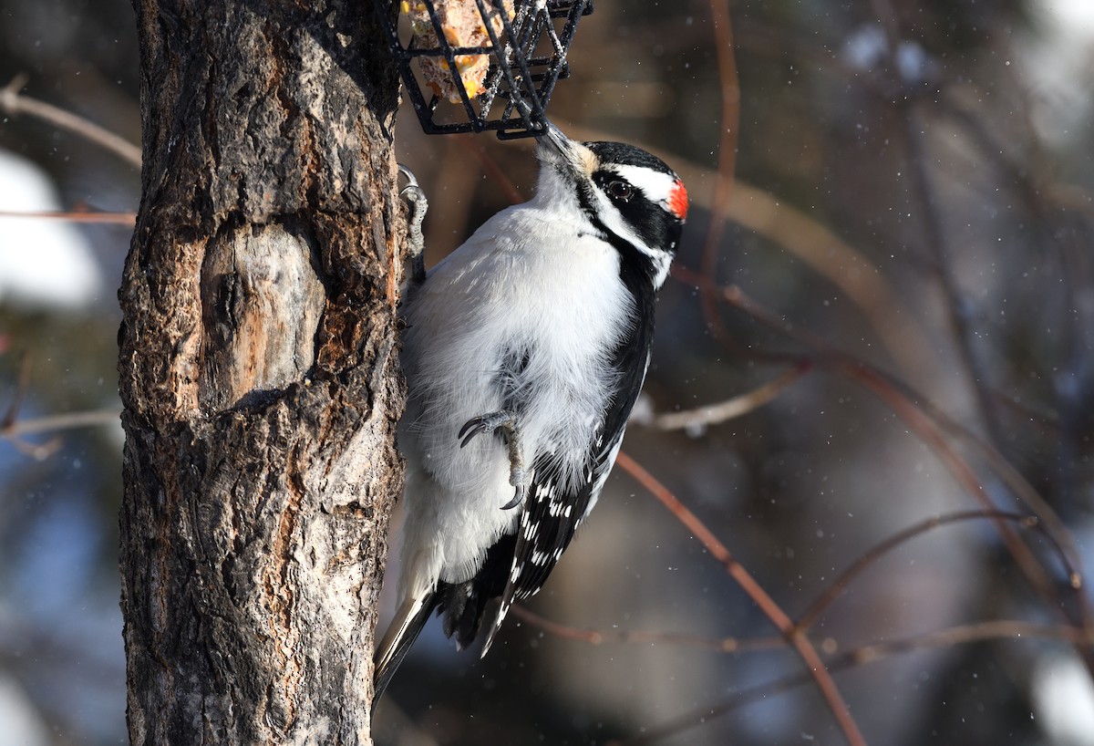 Hairy Woodpecker - ML611387847