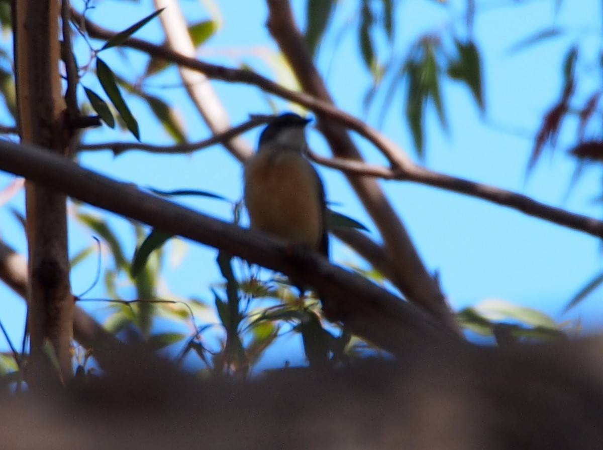 アカハラモズヒタキ - ML611387852