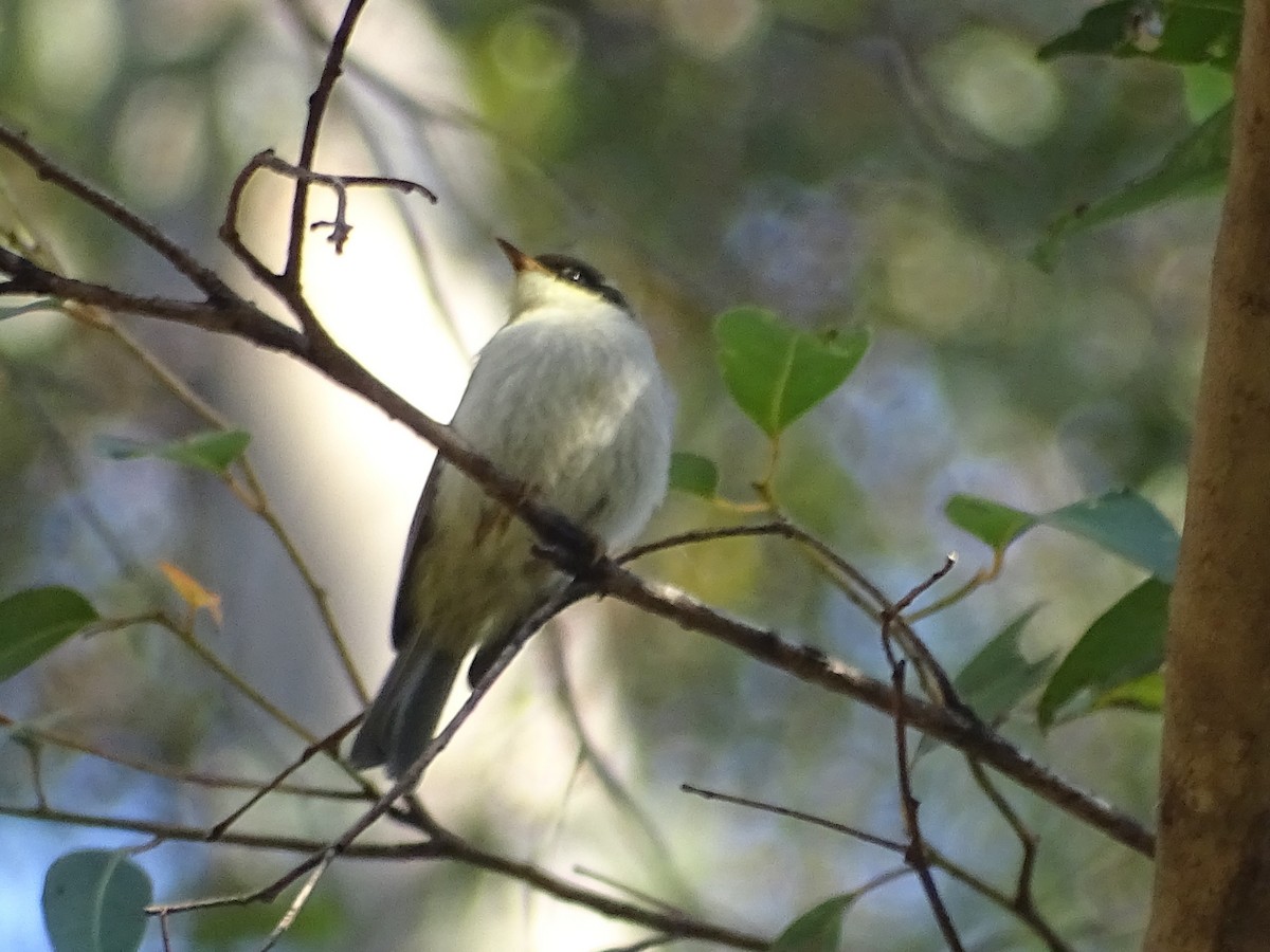 Gilbert's Honeyeater - ML611387853