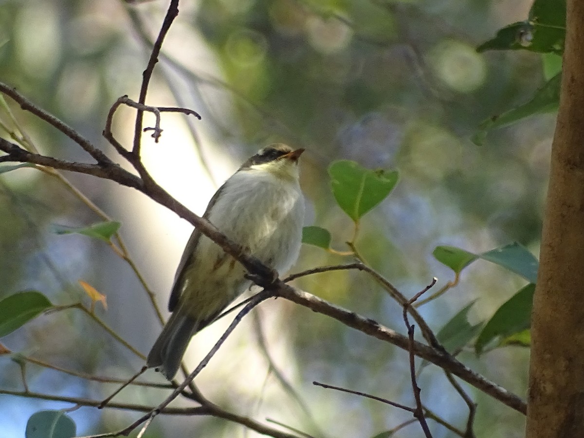 Gilbert's Honeyeater - ML611387854