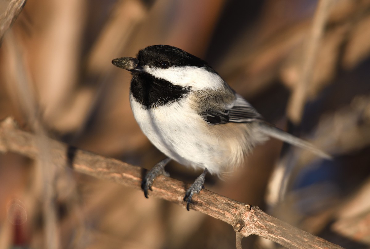 Black-capped Chickadee - ML611387865