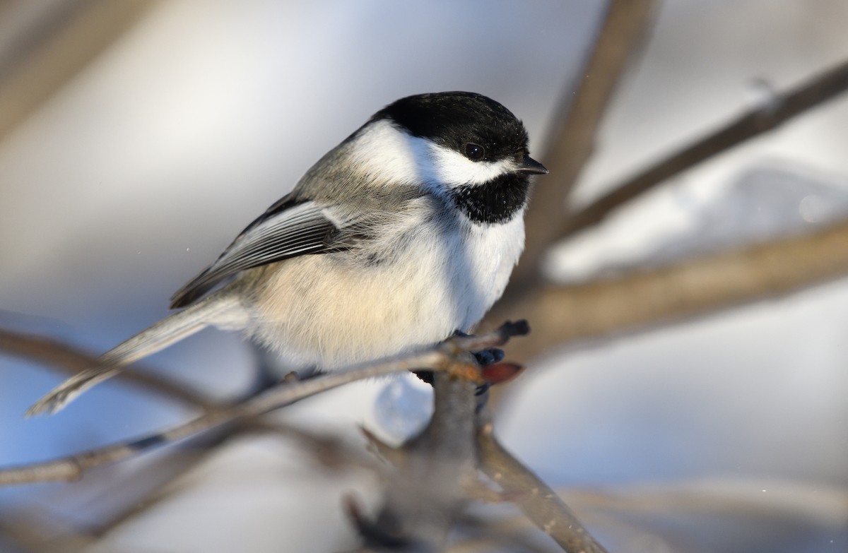 Black-capped Chickadee - ML611387866