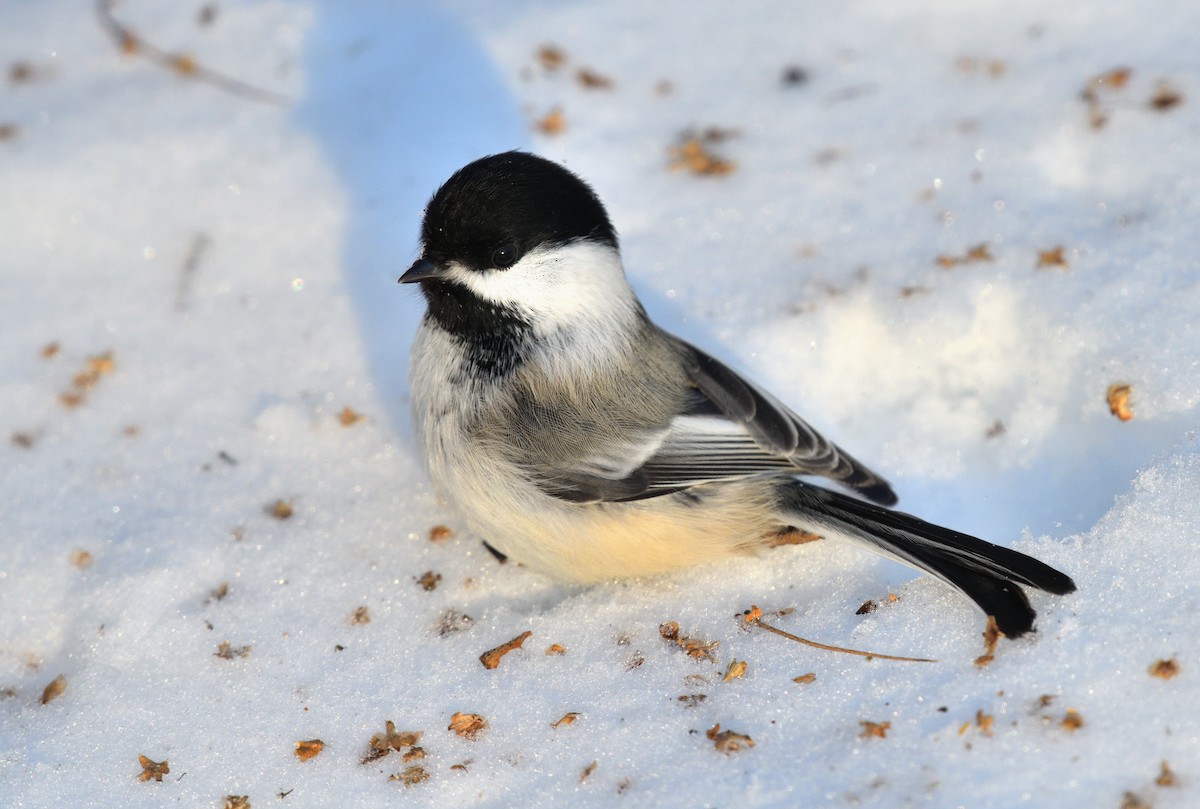 Black-capped Chickadee - ML611387867