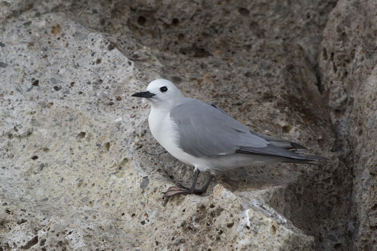 Gray Noddy - ML611387885