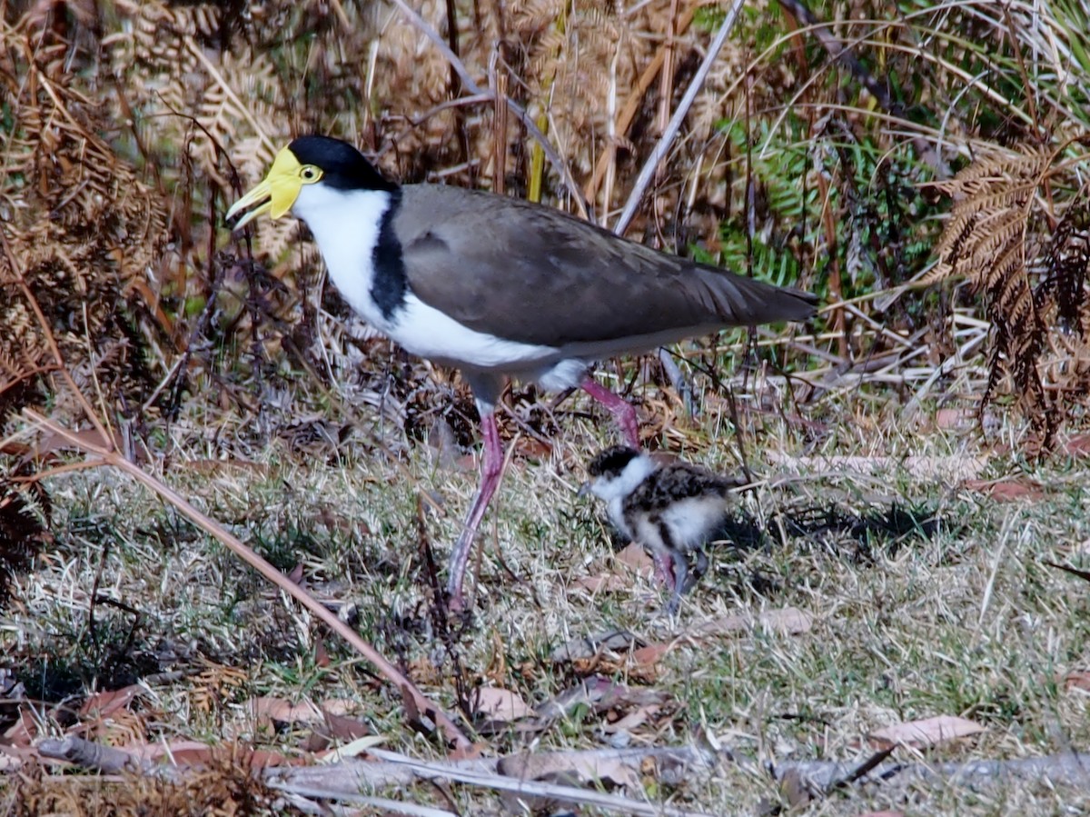 ズグロトサカゲリ - ML611387903