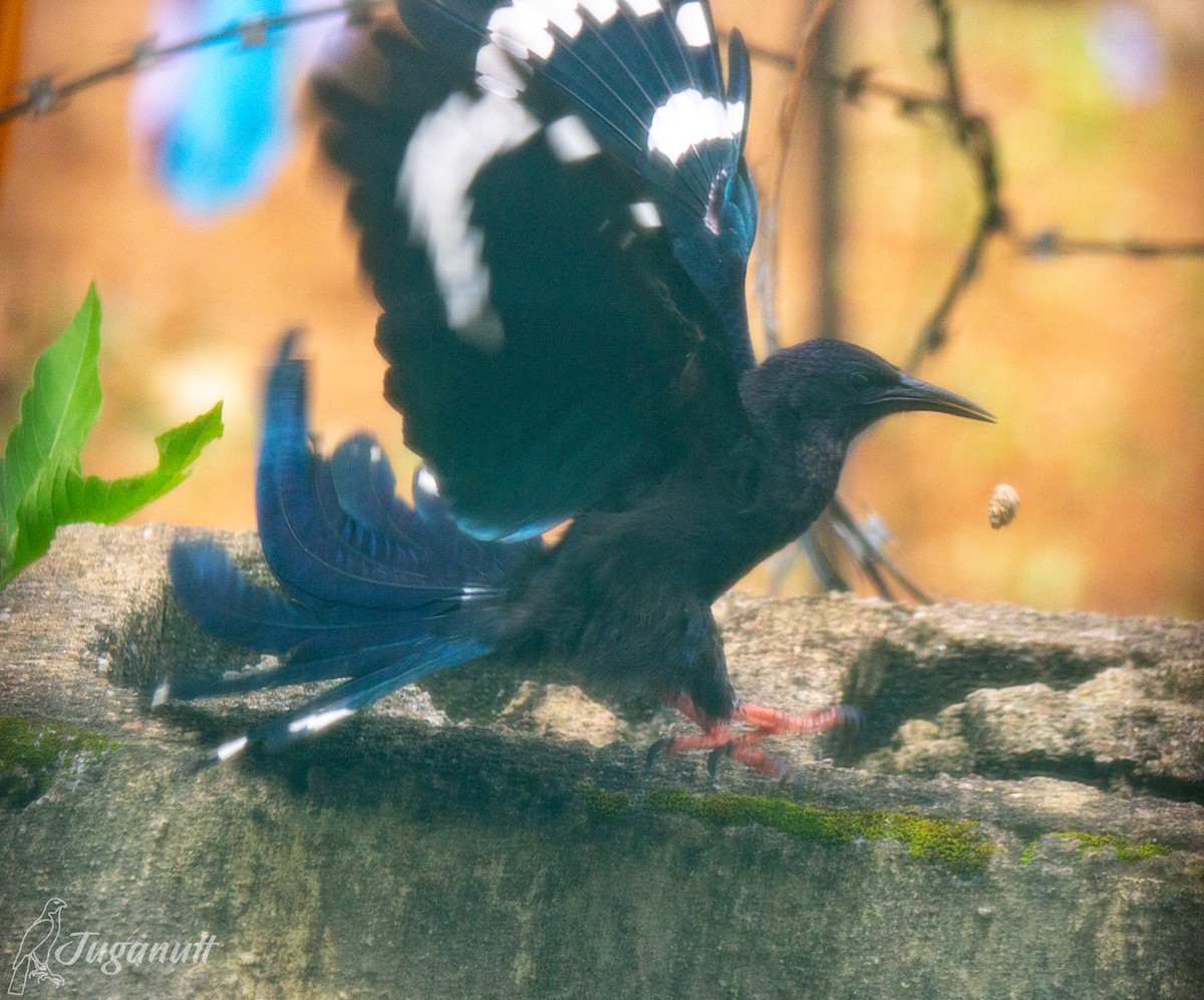 Green/Violet Woodhoopoe - ML611387966