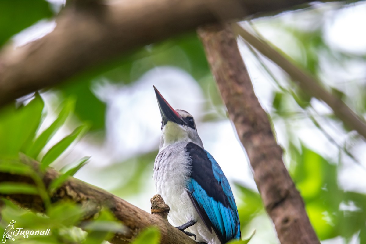 Woodland Kingfisher - ML611387981