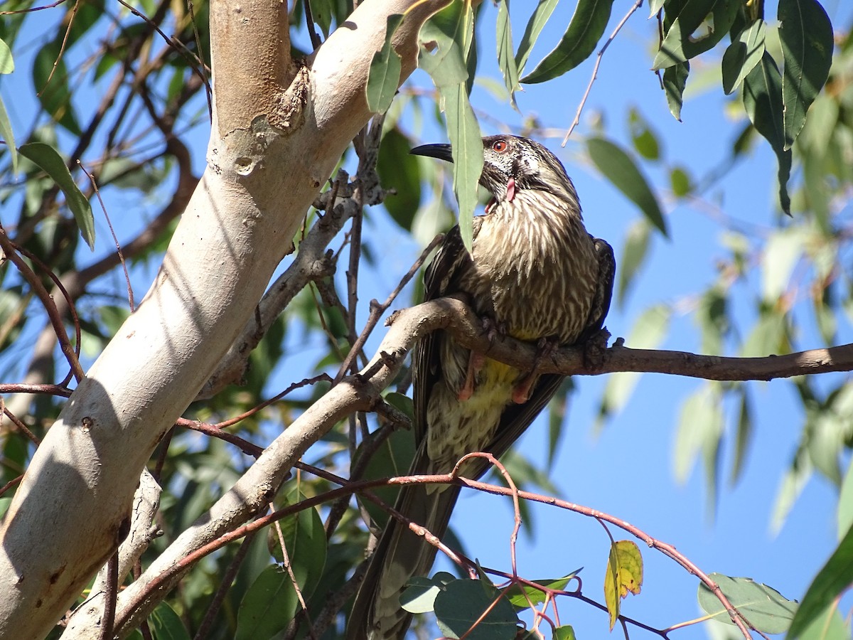 Red Wattlebird - ML611388032