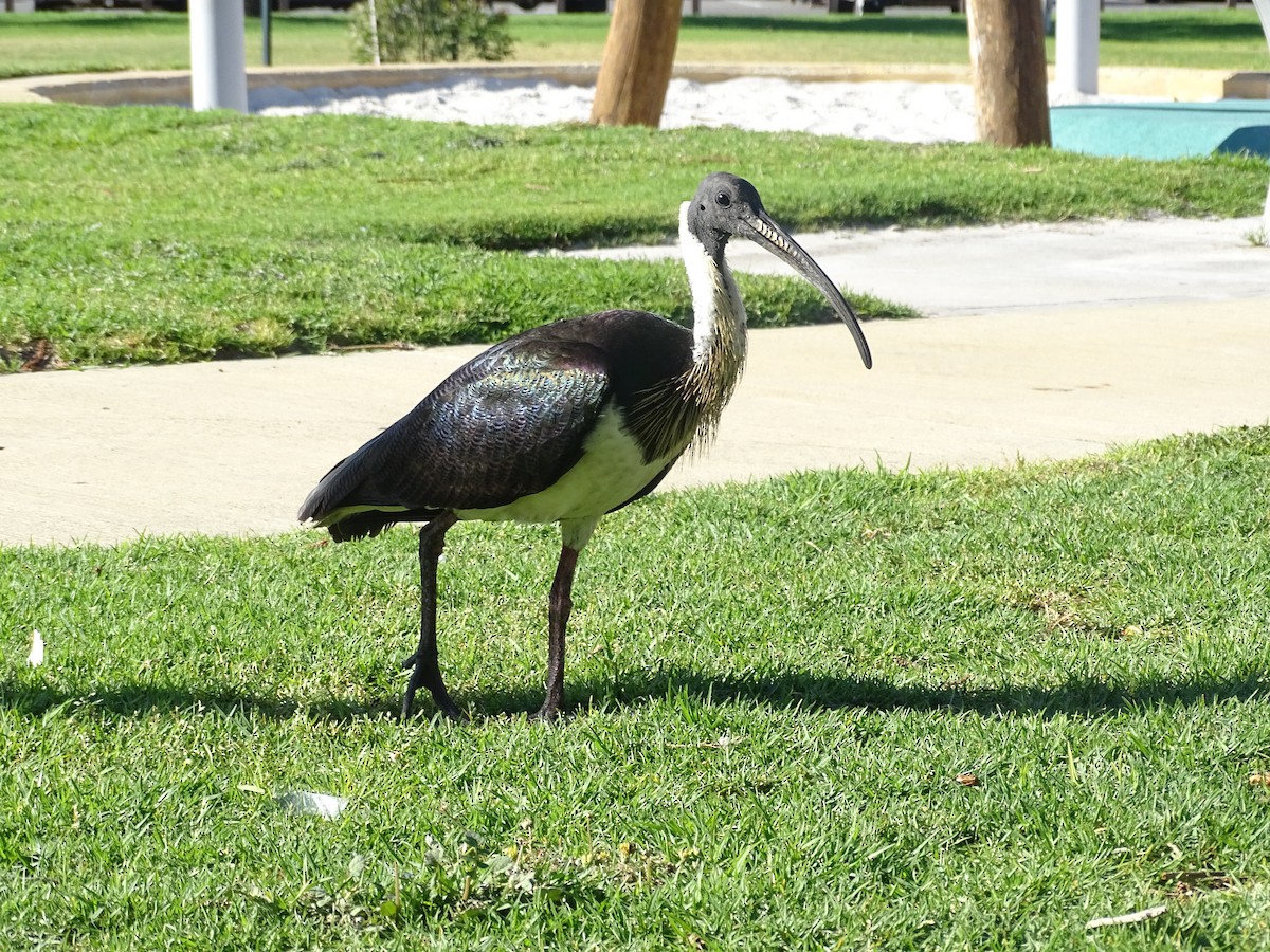 ibis slámokrký - ML611388063