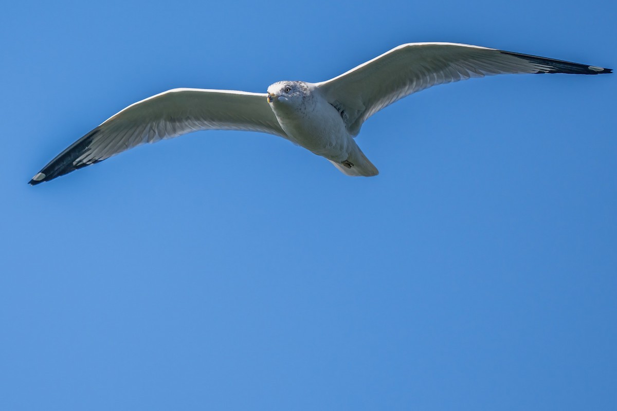 Ring-billed Gull - ML611388154