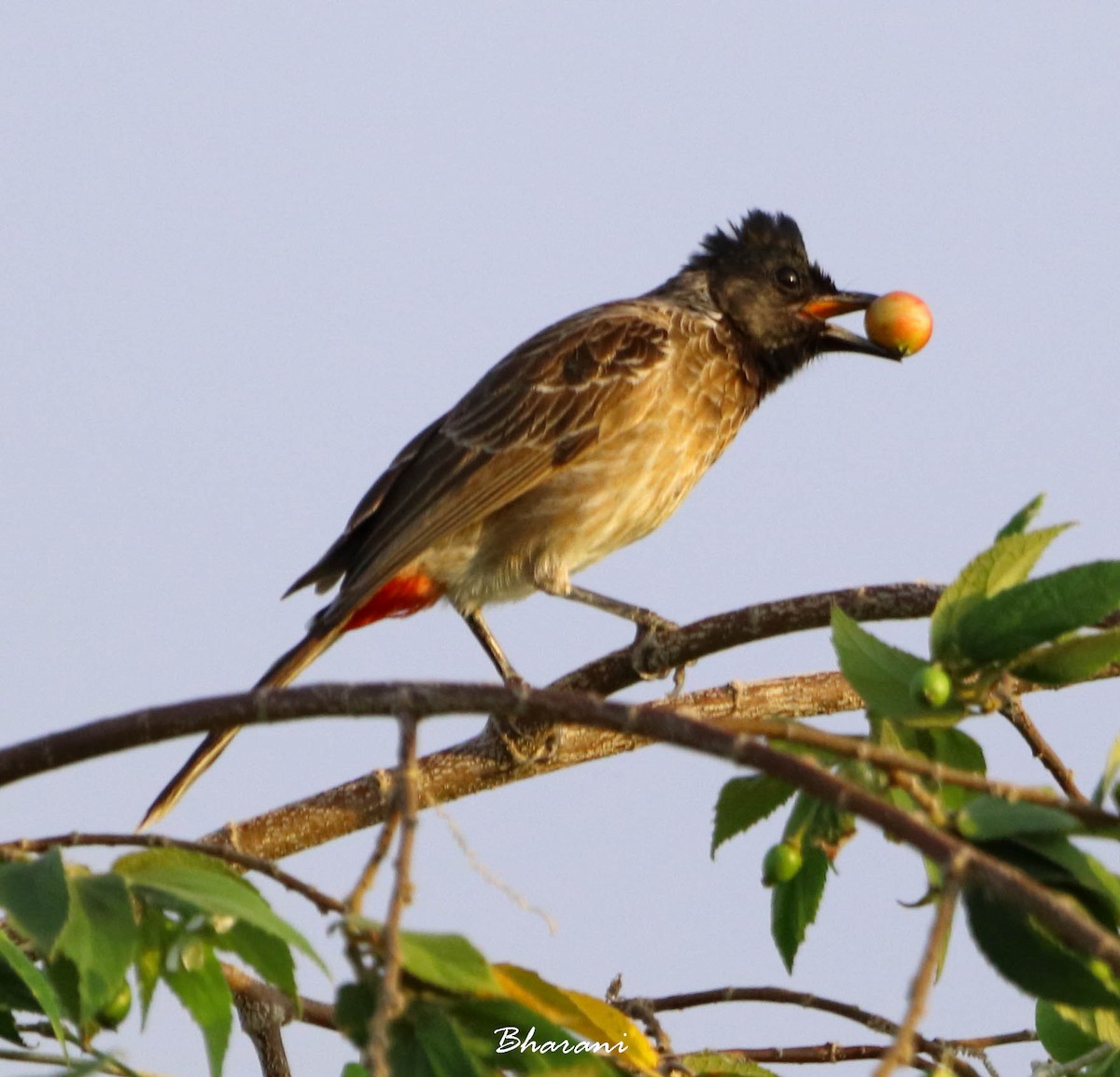 Red-vented Bulbul - ML611388158