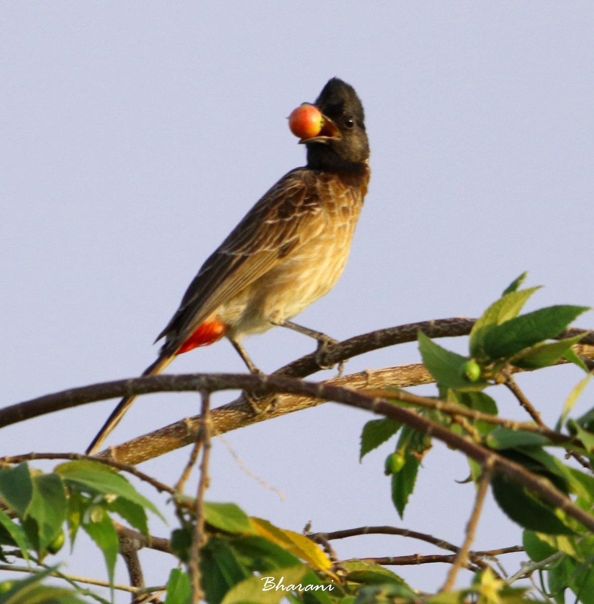 Red-vented Bulbul - ML611388159