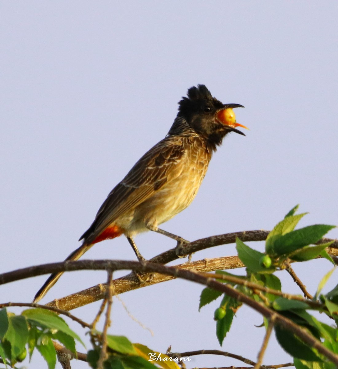 Red-vented Bulbul - ML611388160