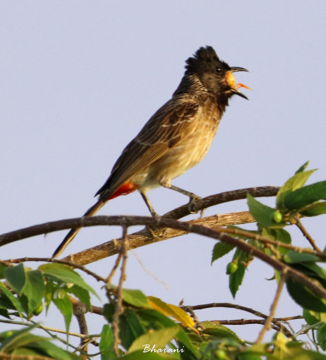 Red-vented Bulbul - ML611388161