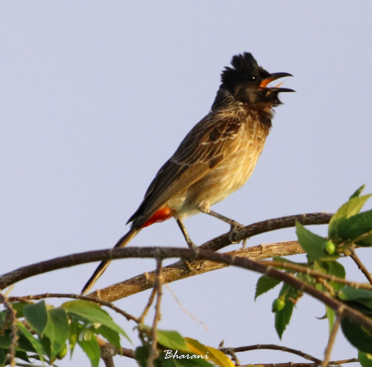 Red-vented Bulbul - ML611388162