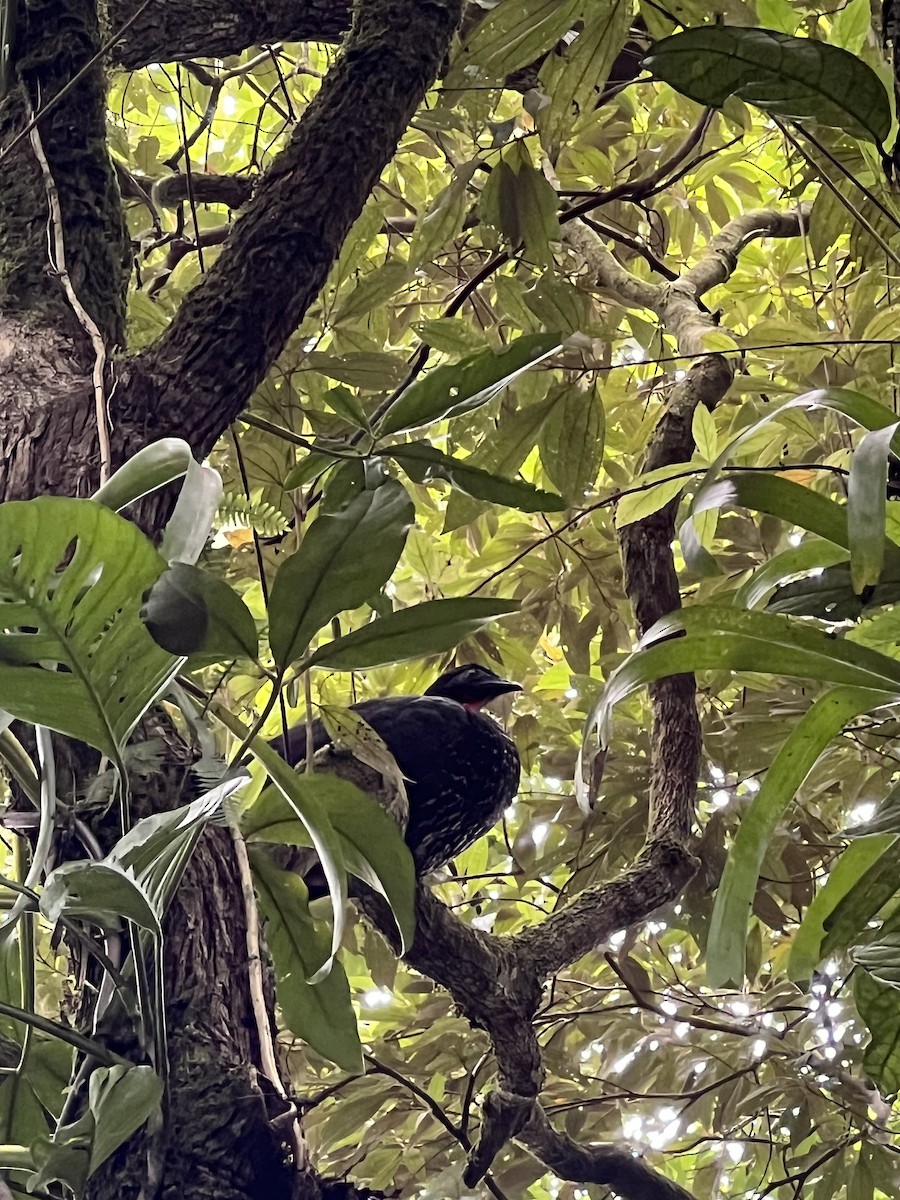 Crested Guan - ML611388187