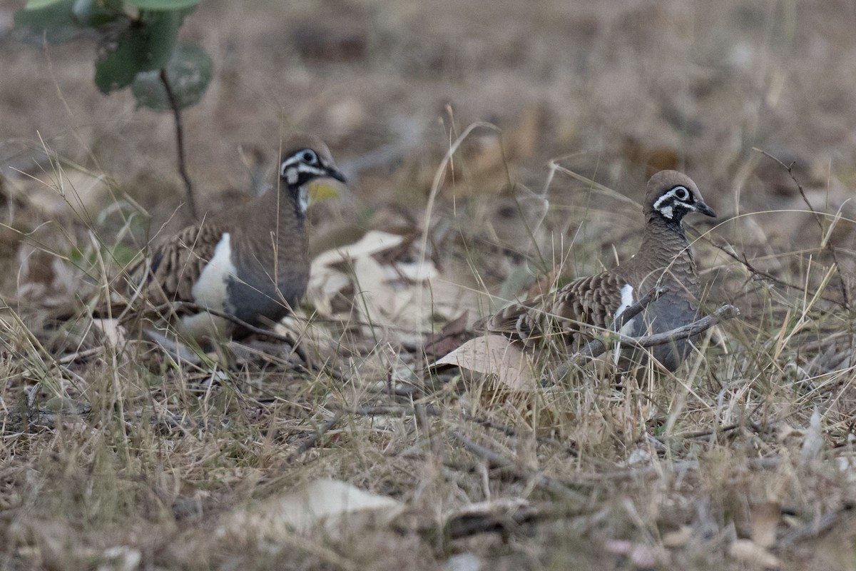 Squatter Pigeon - ML611388208