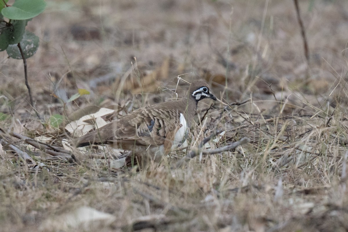 Squatter Pigeon - ML611388209