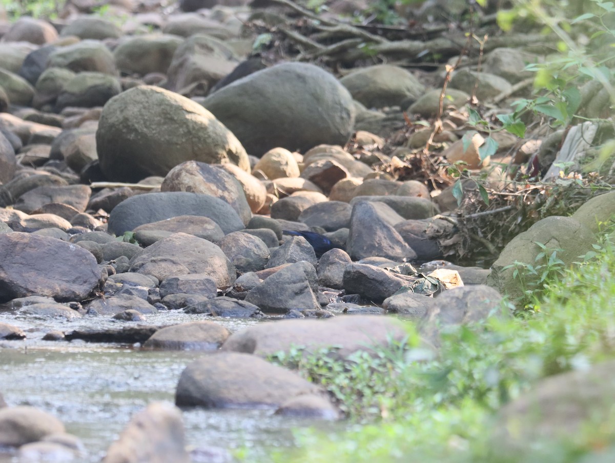 Malabar Whistling-Thrush - ML611388404