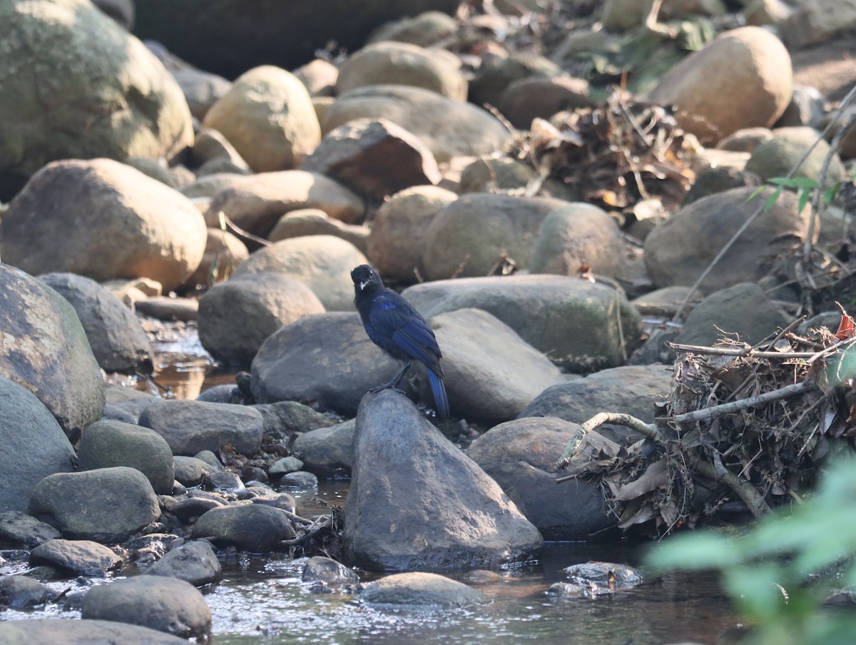 Malabar Whistling-Thrush - ML611388406