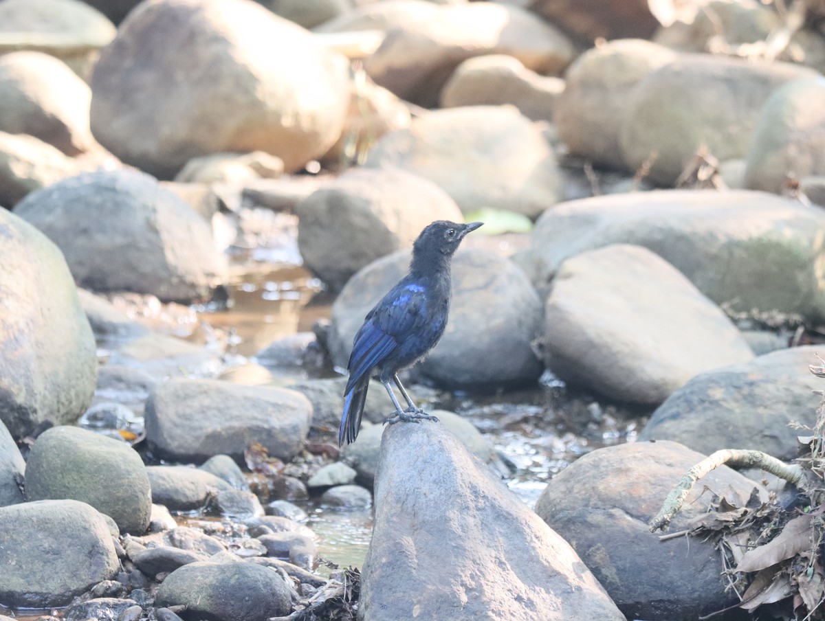 Malabar Whistling-Thrush - ML611388408