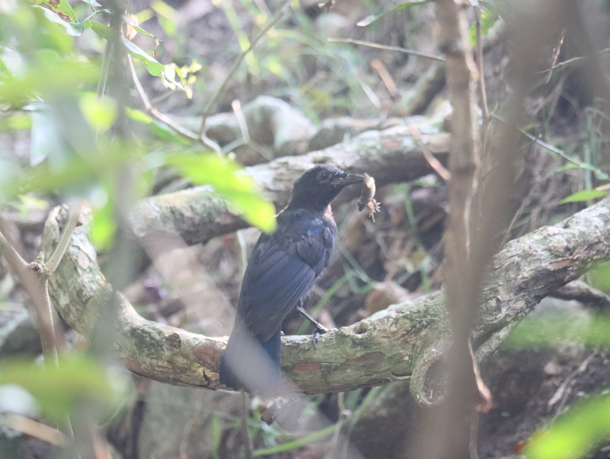 Malabar Whistling-Thrush - ML611388409