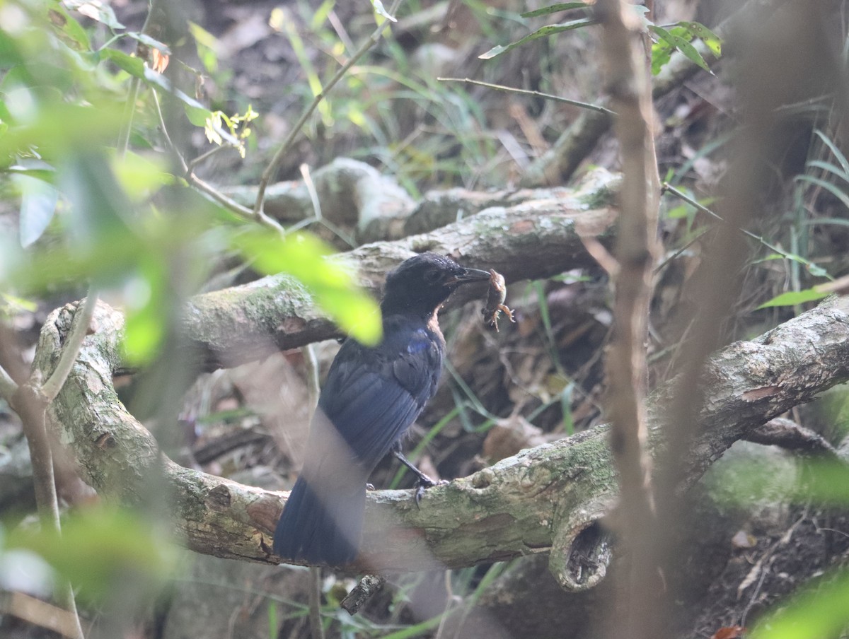 Malabar Whistling-Thrush - ML611388410