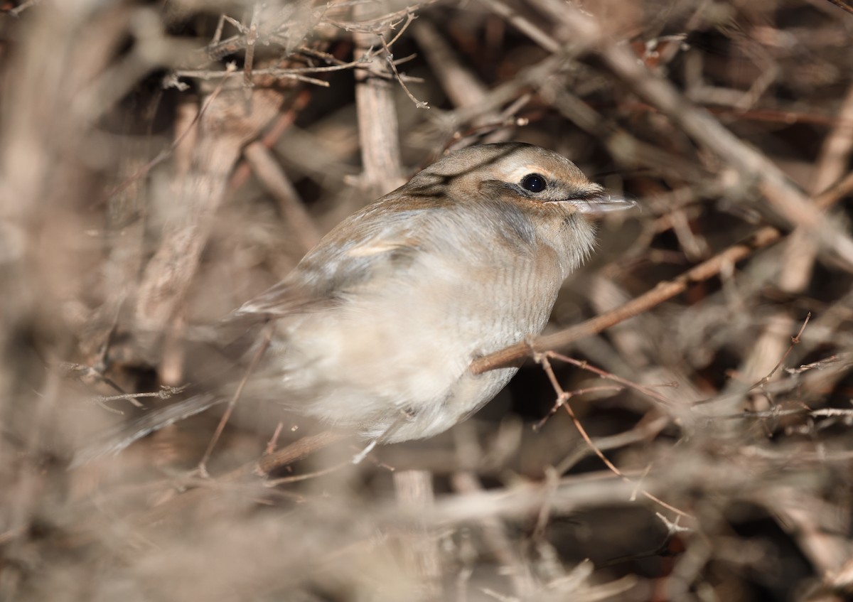 Northern Shrike - ML611388441
