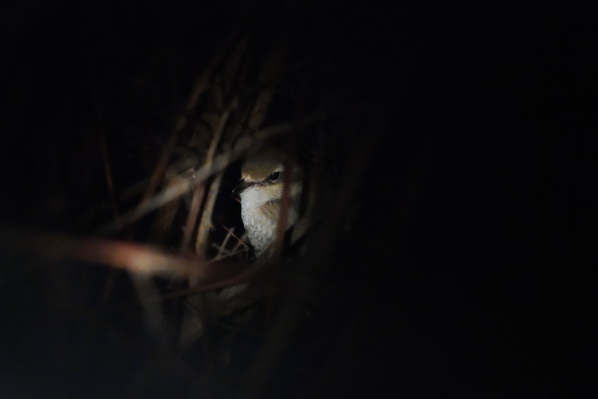 Northern Shrike - ML611388454