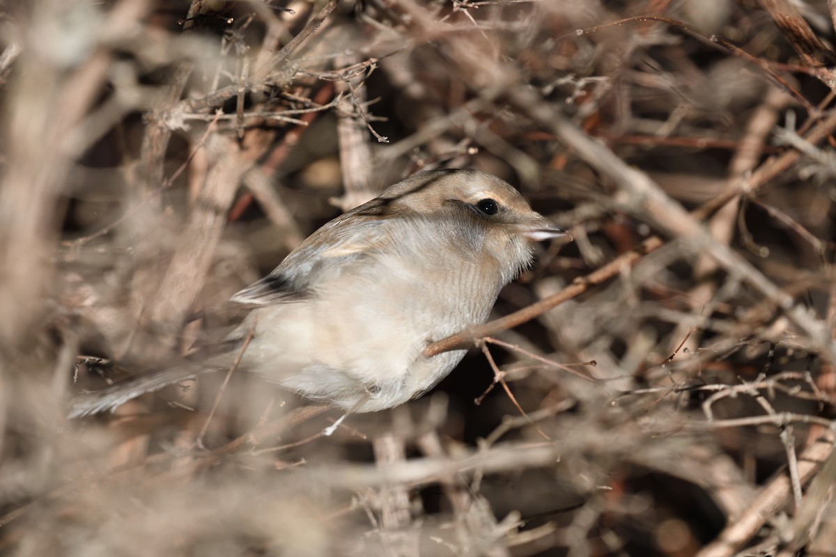 Northern Shrike - ML611388461