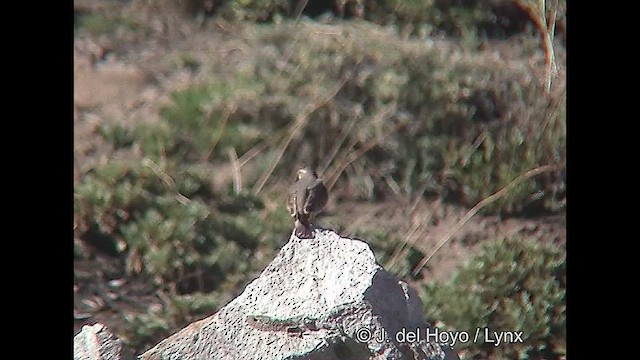 Géositte à ailes rousses - ML611388473