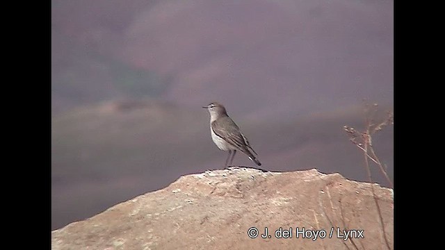 White-browed Ground-Tyrant - ML611388489