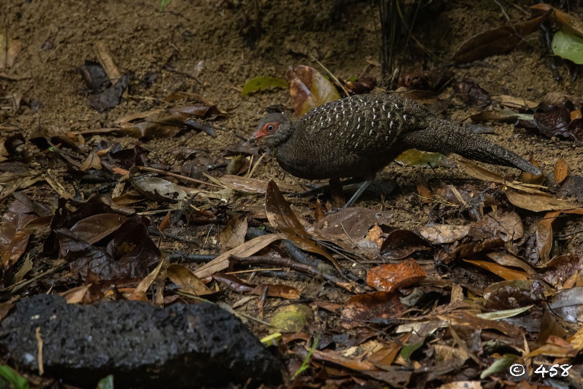 Hainan Peacock-Pheasant - 大牙齿 458