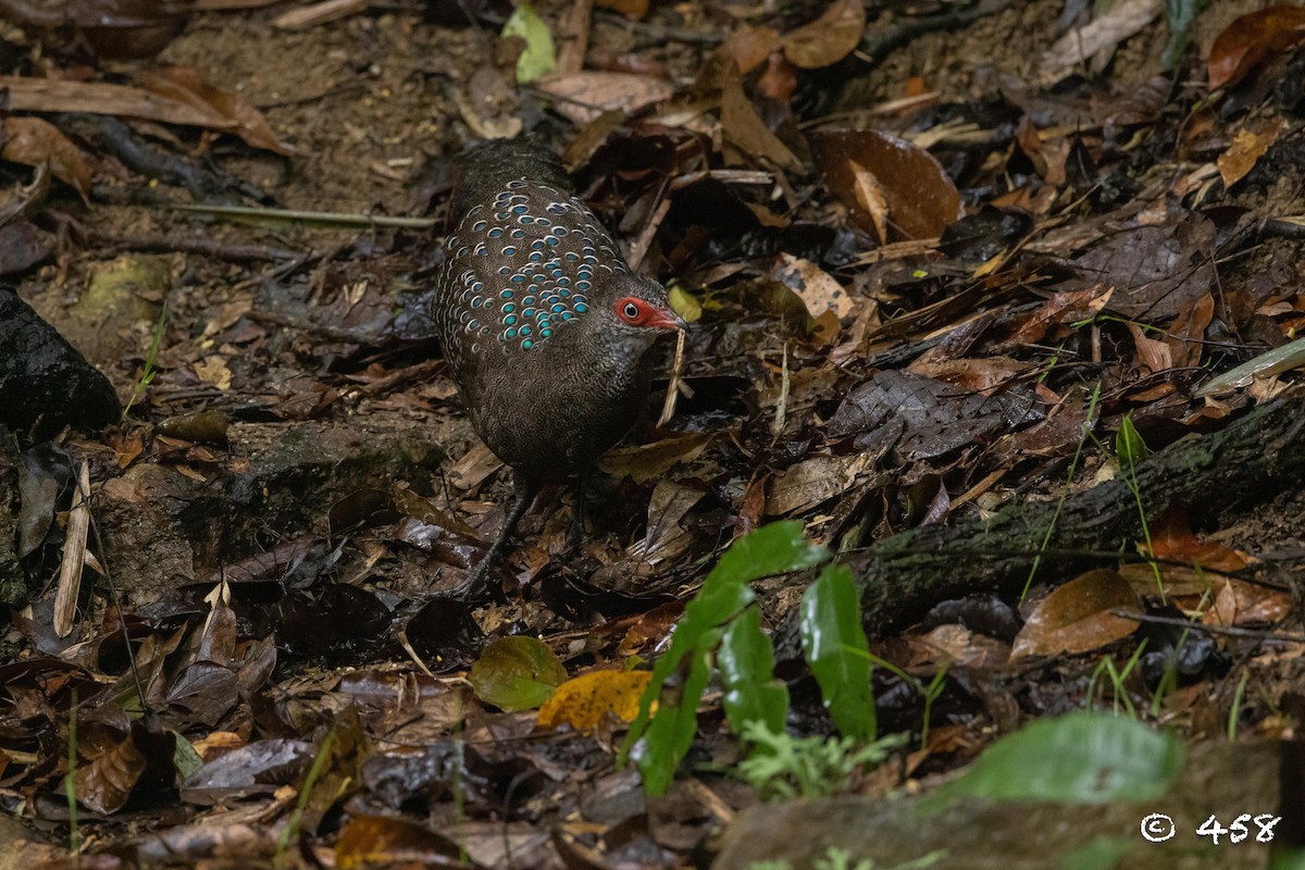 Hainan Peacock-Pheasant - ML611388573