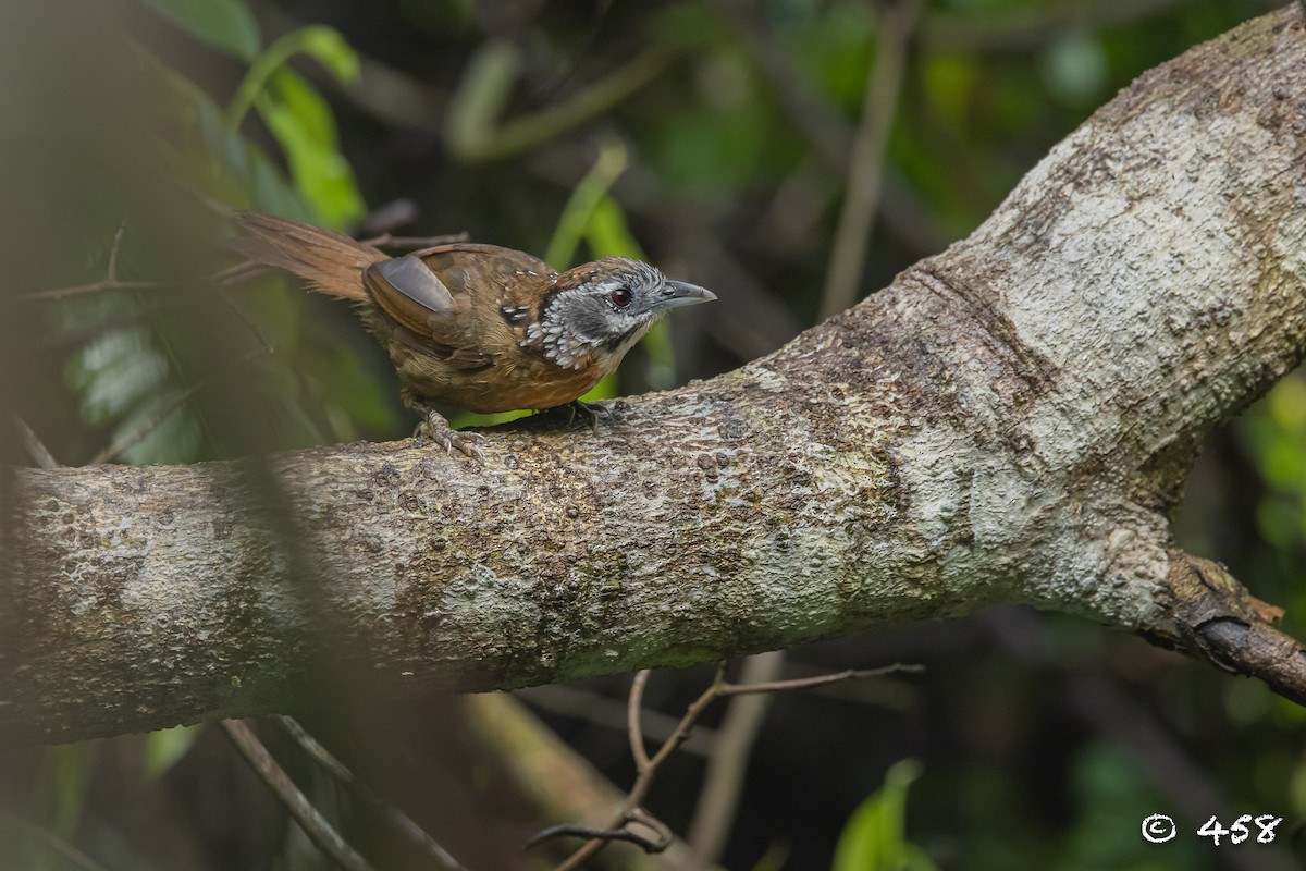Spot-necked Babbler - ML611388575