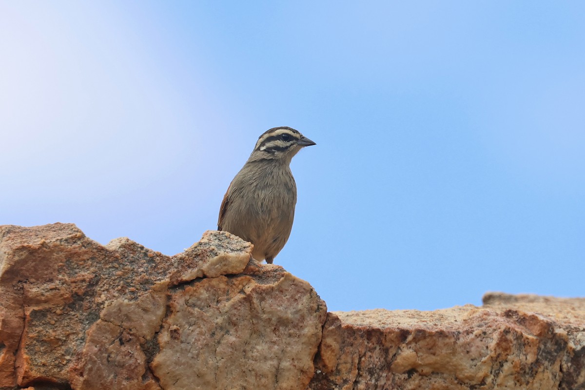 Cape Bunting (Cape) - ML611388577