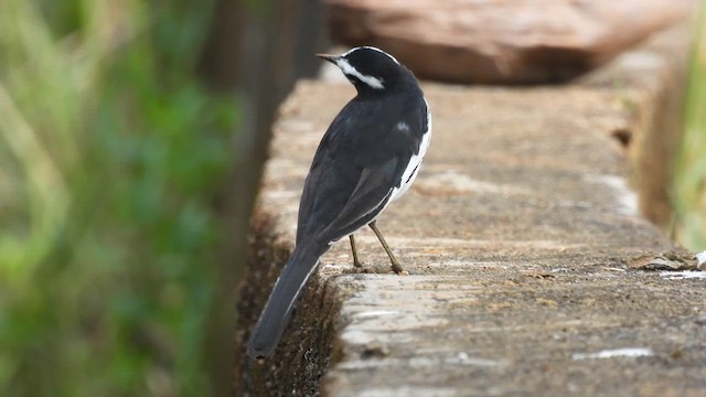 White-browed Wagtail - ML611388602