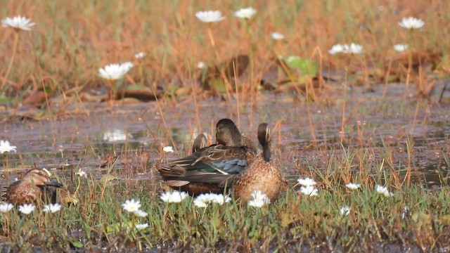 Canard souchet - ML611388630