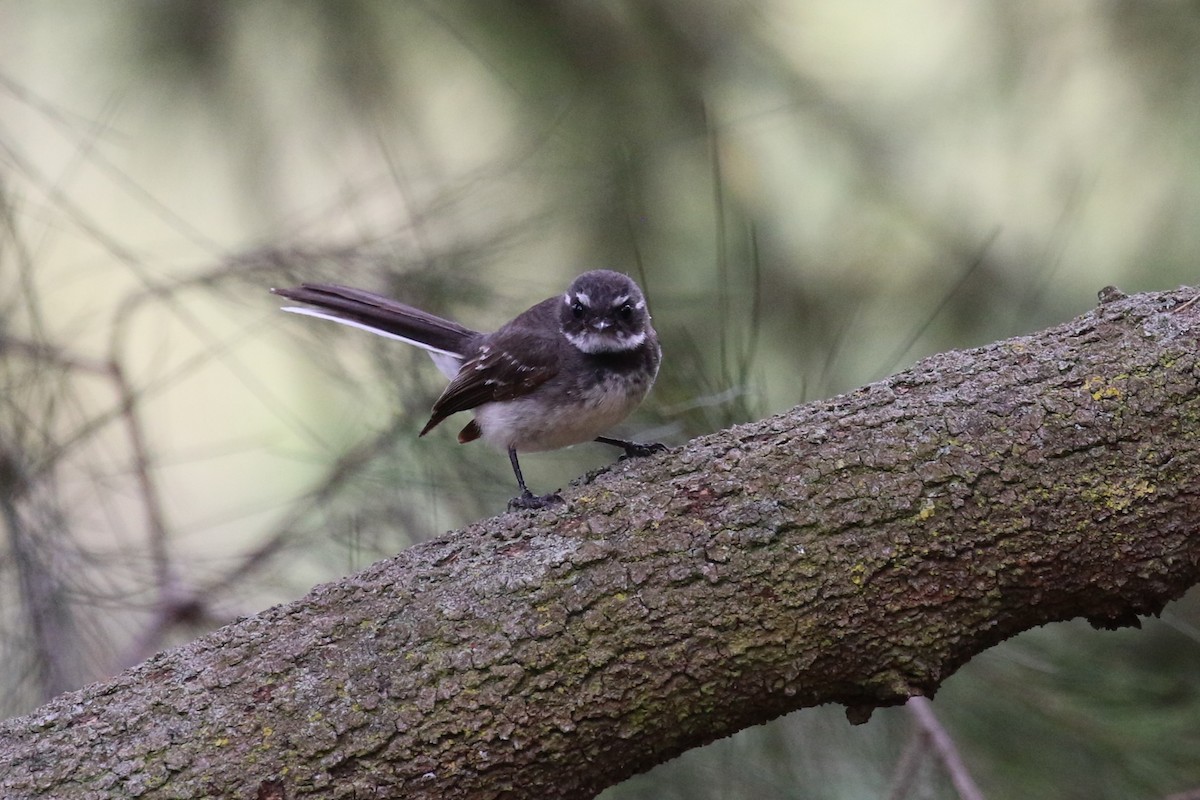 Gray Fantail - Deb & Rod R