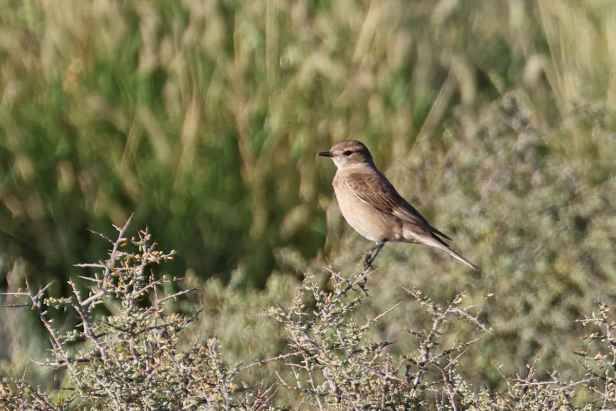 Chat Flycatcher - ML611388770