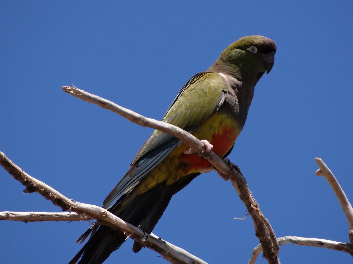 Burrowing Parakeet - ML611388874