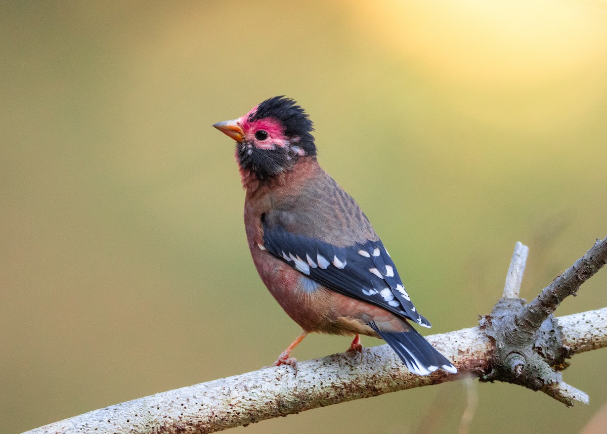 Spectacled Finch - ML611388923