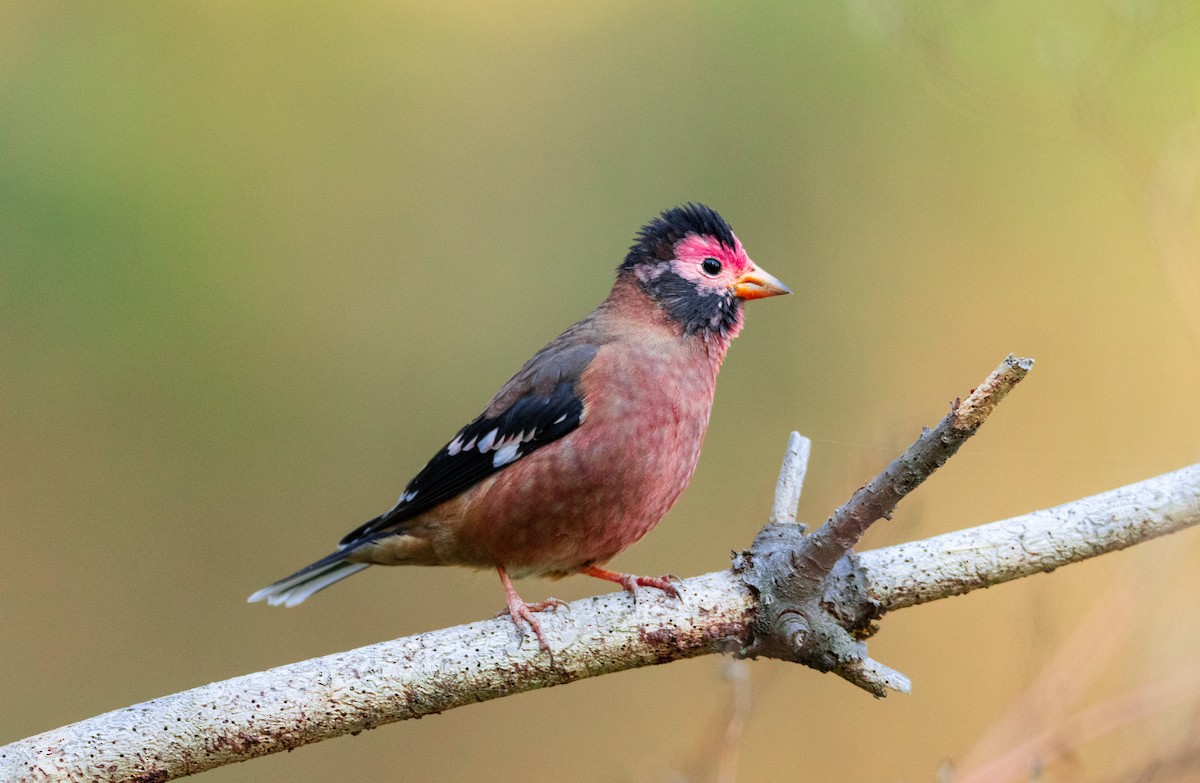 Spectacled Finch - ML611388924