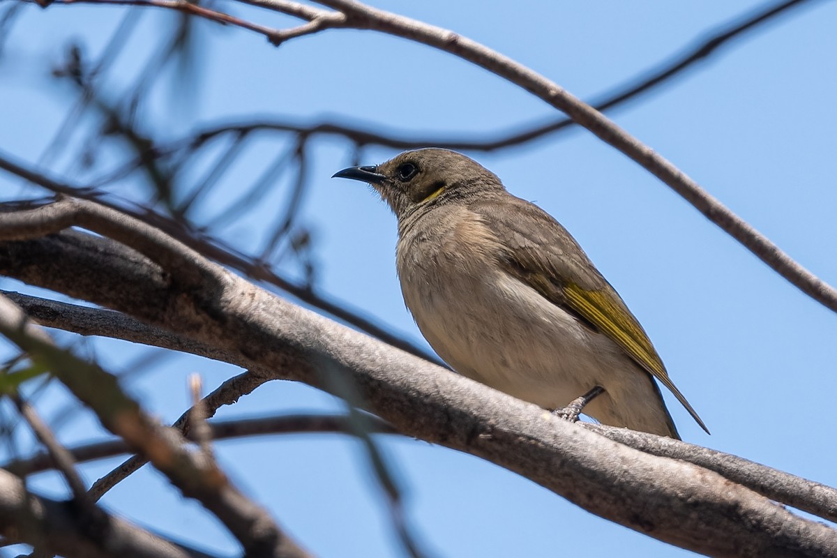 Fuscous Honeyeater - ML611388943