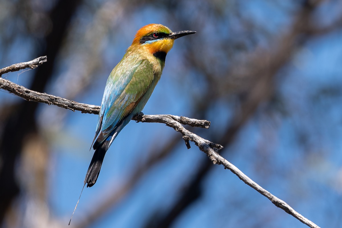 Rainbow Bee-eater - ML611388953